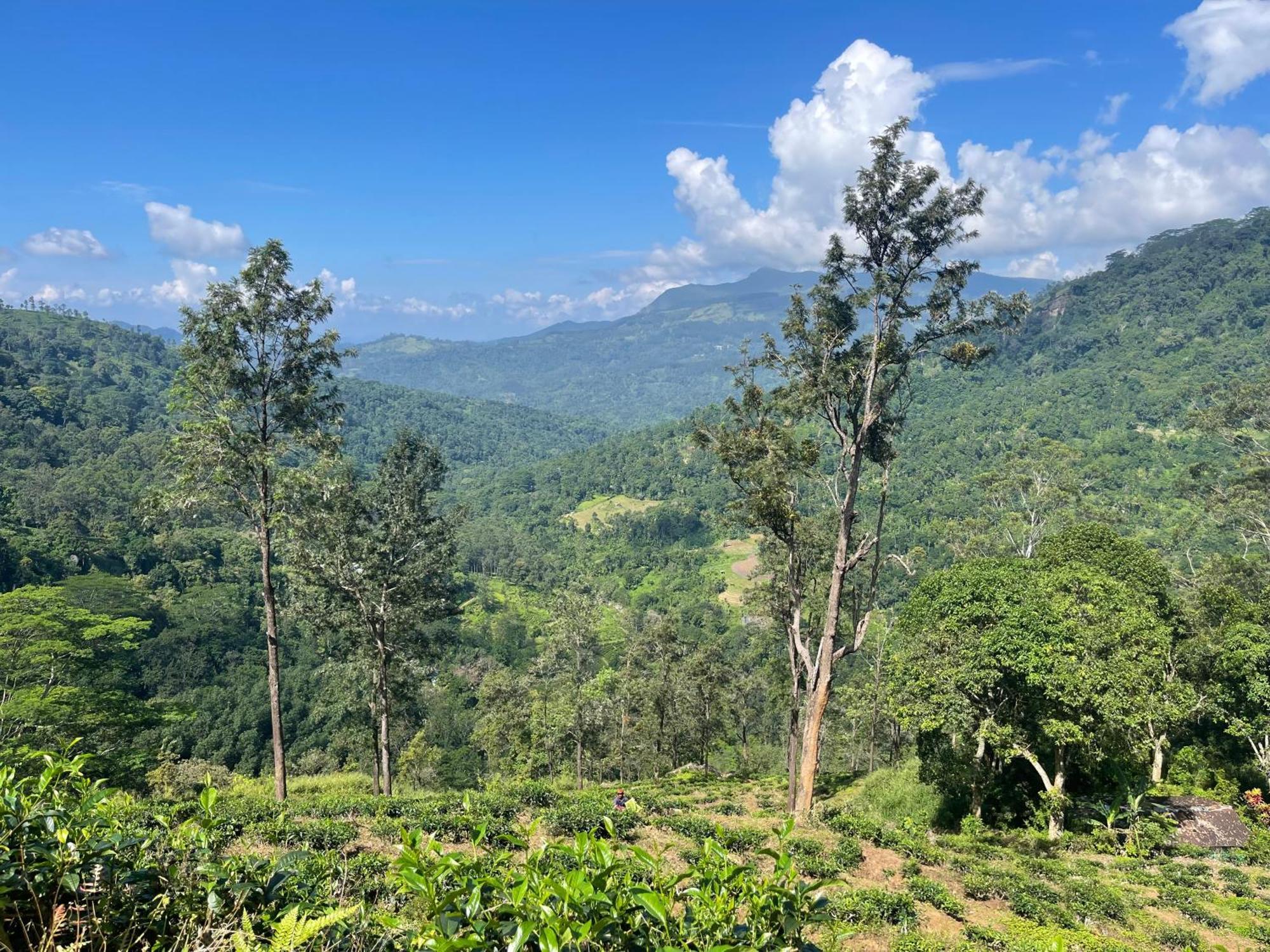 Eagles Lodge - Kandy Дигана Экстерьер фото